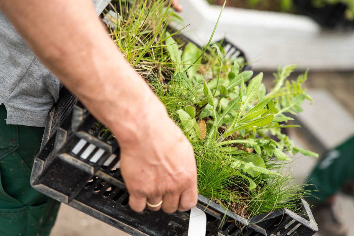 FS Groen | Woudenberg